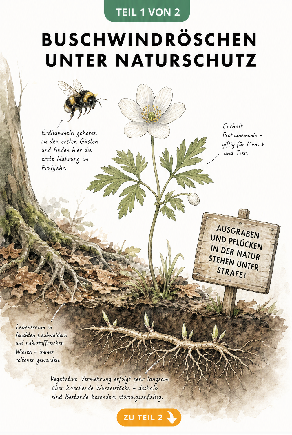 Botanische Illustration eines Buschwindröschens im Querschnitt mit Wurzelstock, Erdhummel und Naturschutz-Schild
