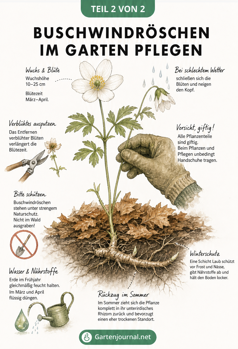 Botanische Illustration eines Buschwindröschens mit Pflegehinweisen zu Gießen, Düngen und Winterschutz
