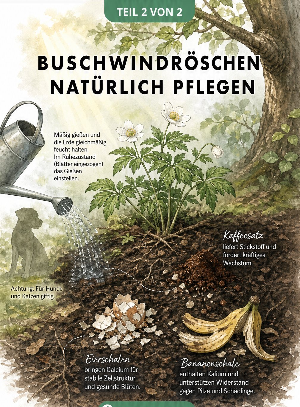 Gartenszene mit Buschwindröschen im Halbschatten, Gießkanne, Hundesilhouette und organischem Dünger im Erdschnitt