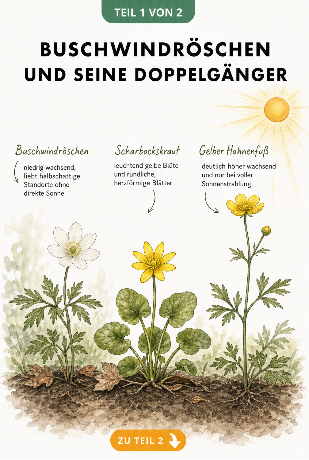 Botanische Illustration von Buschwindröschen, Scharbockskraut und Gelbem Hahnenfuß im direkten Vergleich