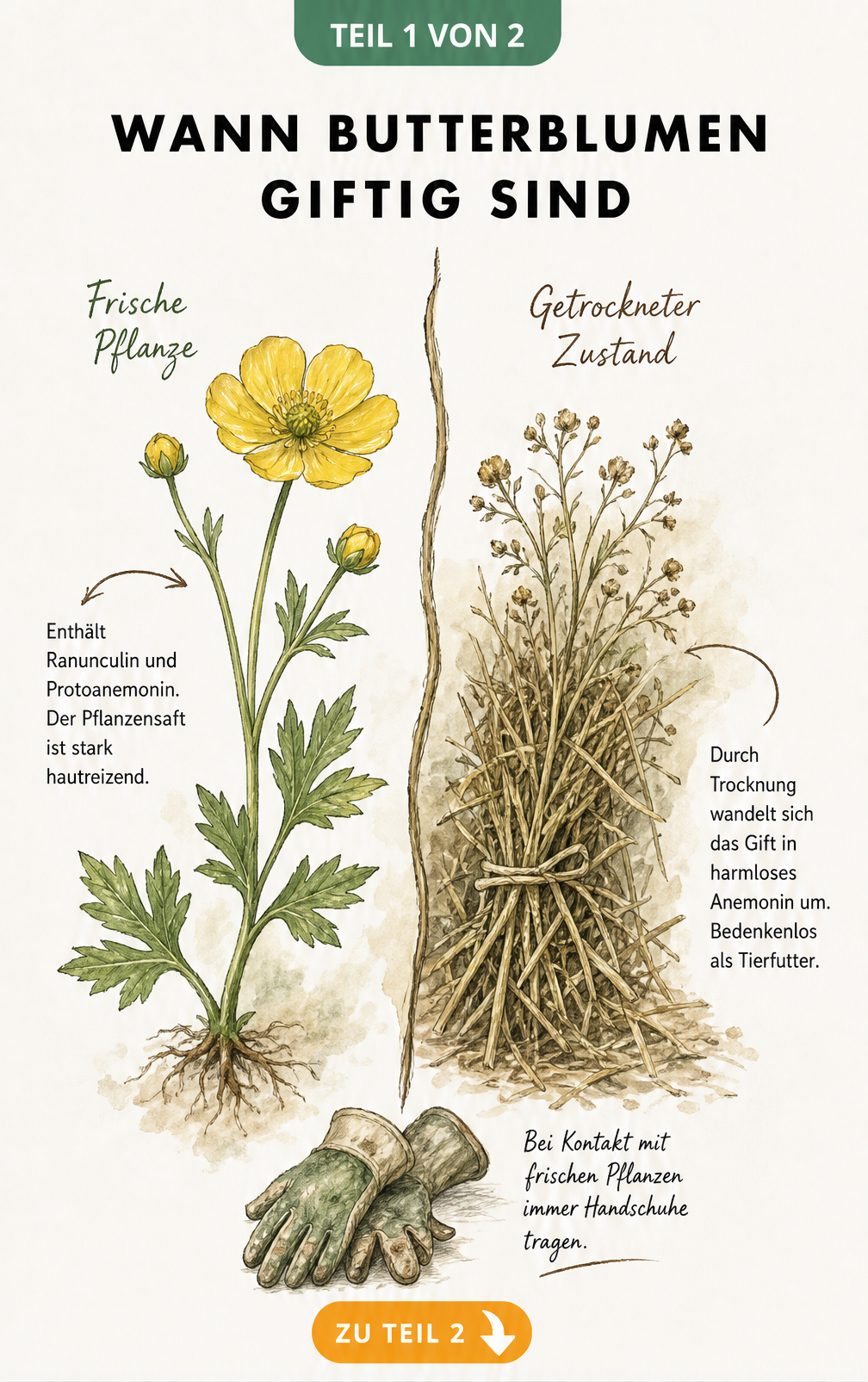Botanische Illustration einer frischen und getrockneten Butterblume mit Erklärung der Giftstoffe