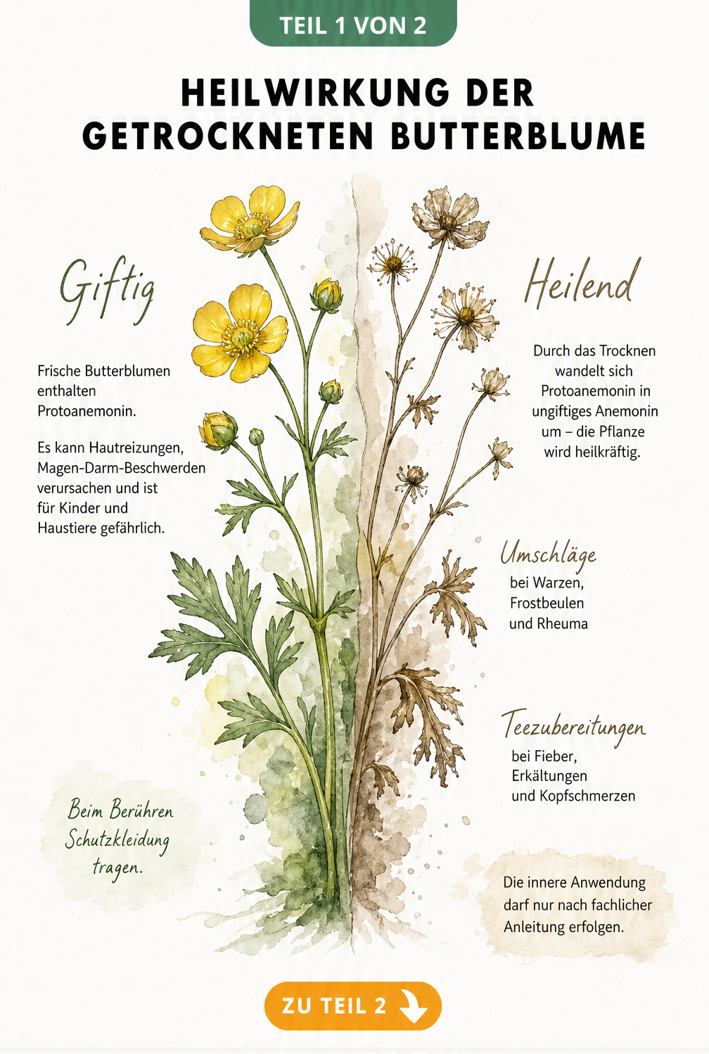 Botanische Illustration der Butterblume, die links die frische, giftige Pflanze und rechts die getrocknete, heilende Pflanze mit Anwendungsgebieten zeigt.