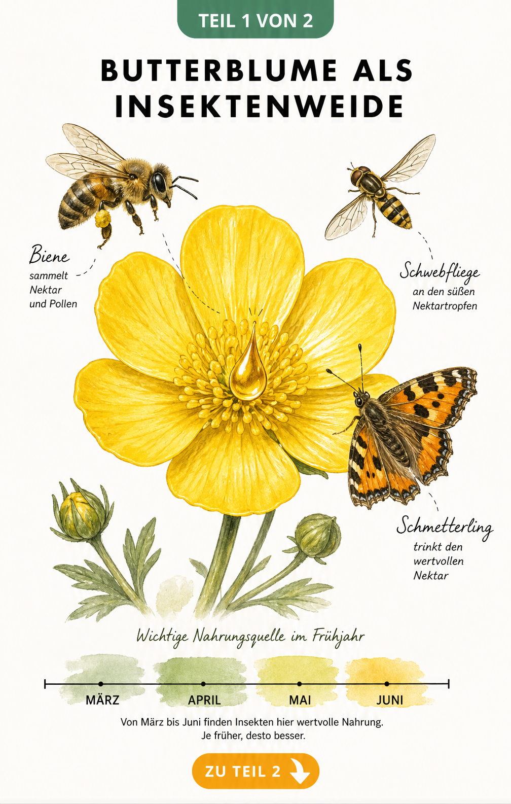 Illustration einer Butterblume mit Biene, Schwebfliege und Schmetterling sowie einem Zeitstrahl von März bis Juni
