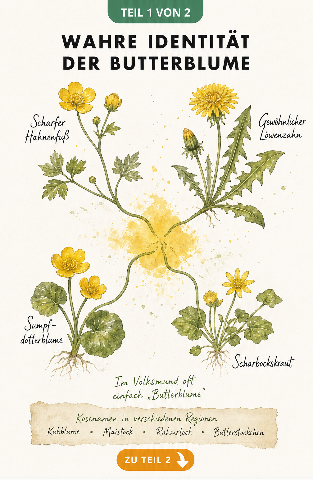 Botanische Illustration von vier verschiedenen Pflanzen, die als Butterblume bezeichnet werden: Scharfer Hahnenfuß, Löwenzahn, Sumpfdotterblume und...