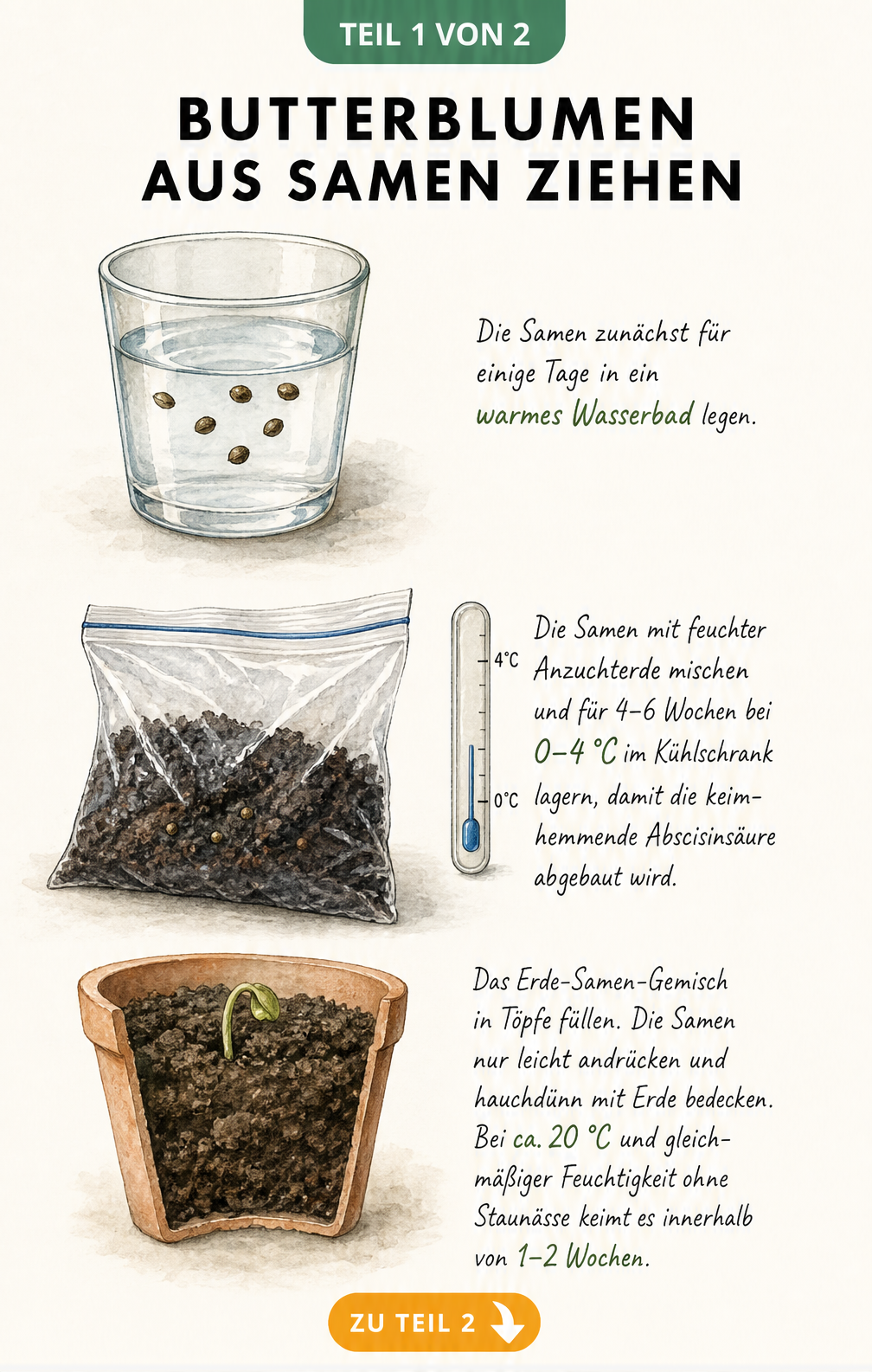 Illustration der Anzucht von Butterblumen-Samen: Wasserbad, Kältebehandlung im Kühlschrank und Keimung im Topf