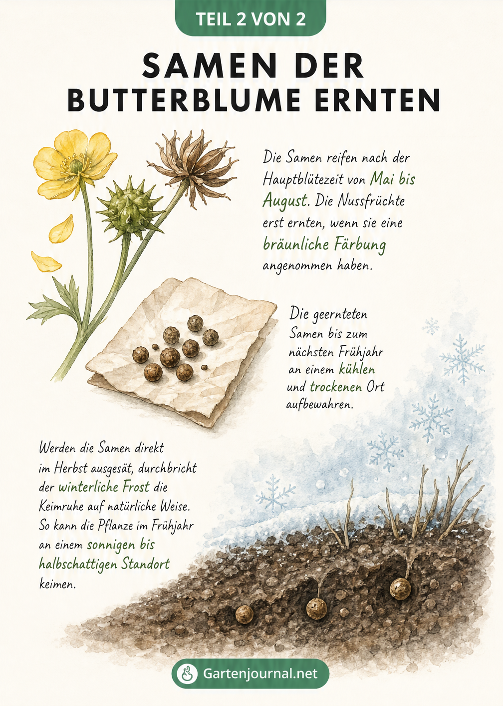 Querschnittszeichnung zur Ernte und Aussaat von Butterblumen-Samen: Verblühte Blüte, Samenlagerung und Freilandaussaat im Herbst