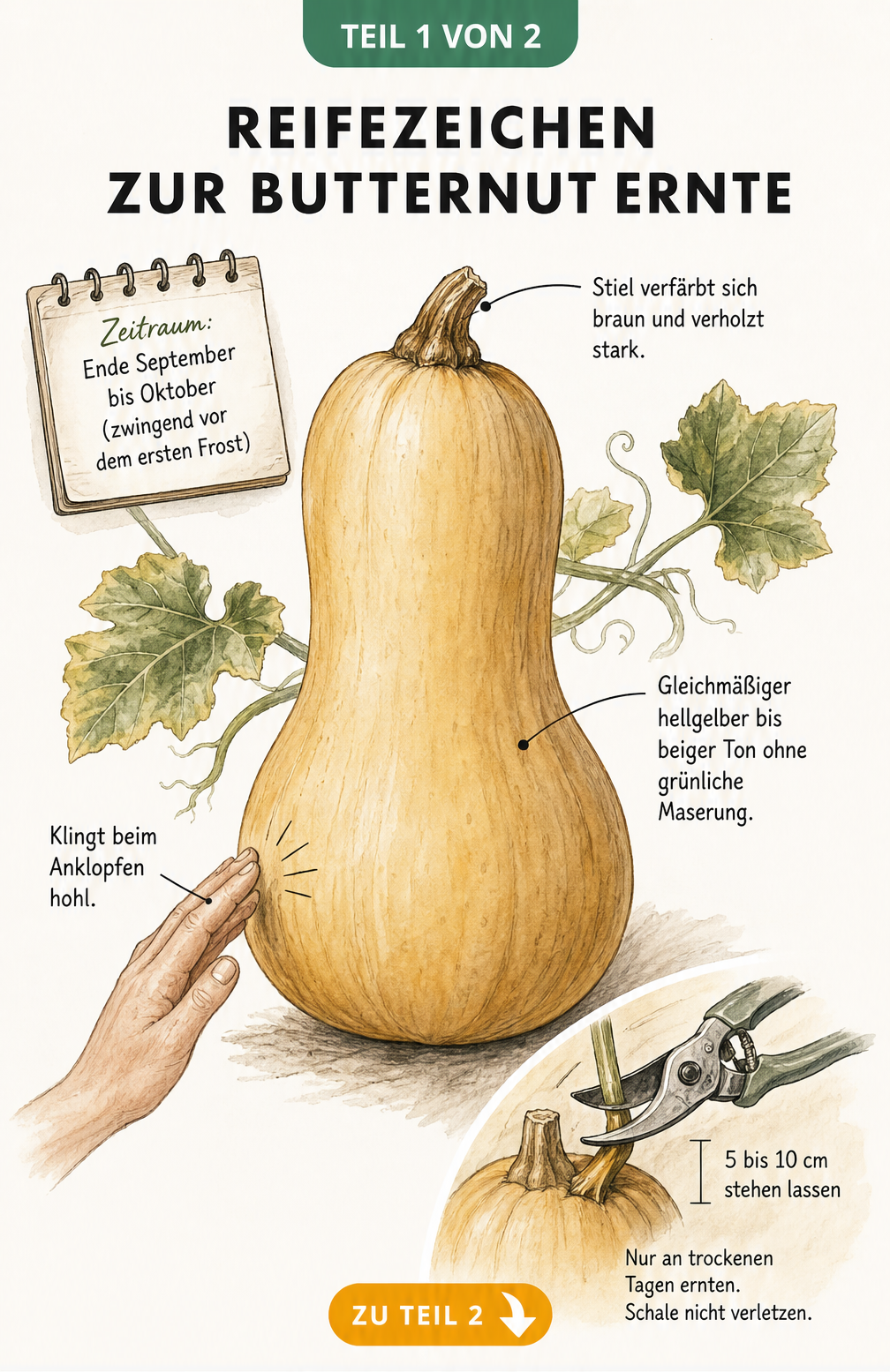 Illustration eines Butternut-Kürbisses mit Reifemerkmalen wie braunem Stiel, beiger Schale und hohlem Klang beim Anklopfen