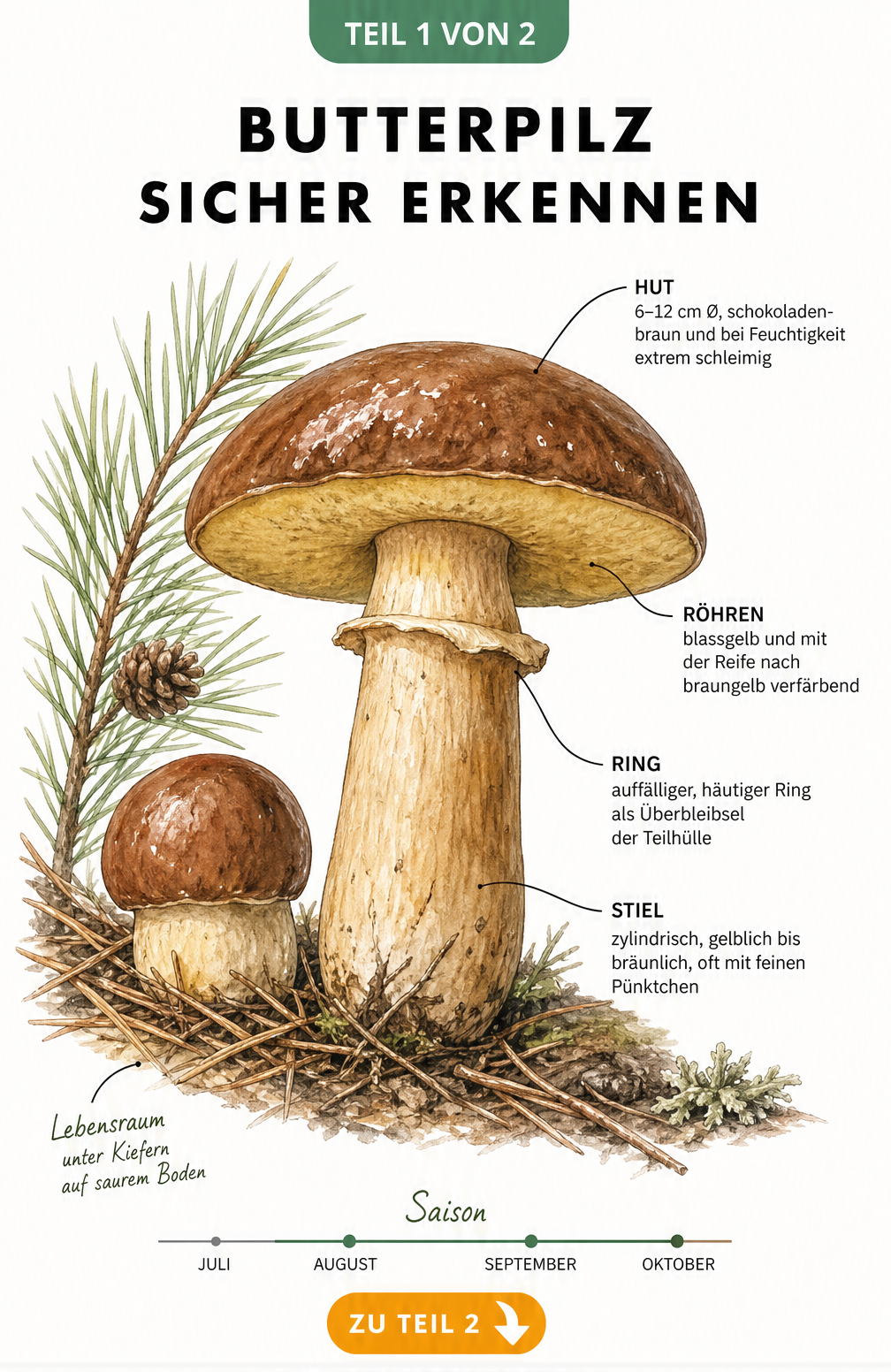 Botanische Lehrtafel des Butterpilzes mit Merkmalen wie schleimigem Hut, Röhren und häutigem Ring am Stiel