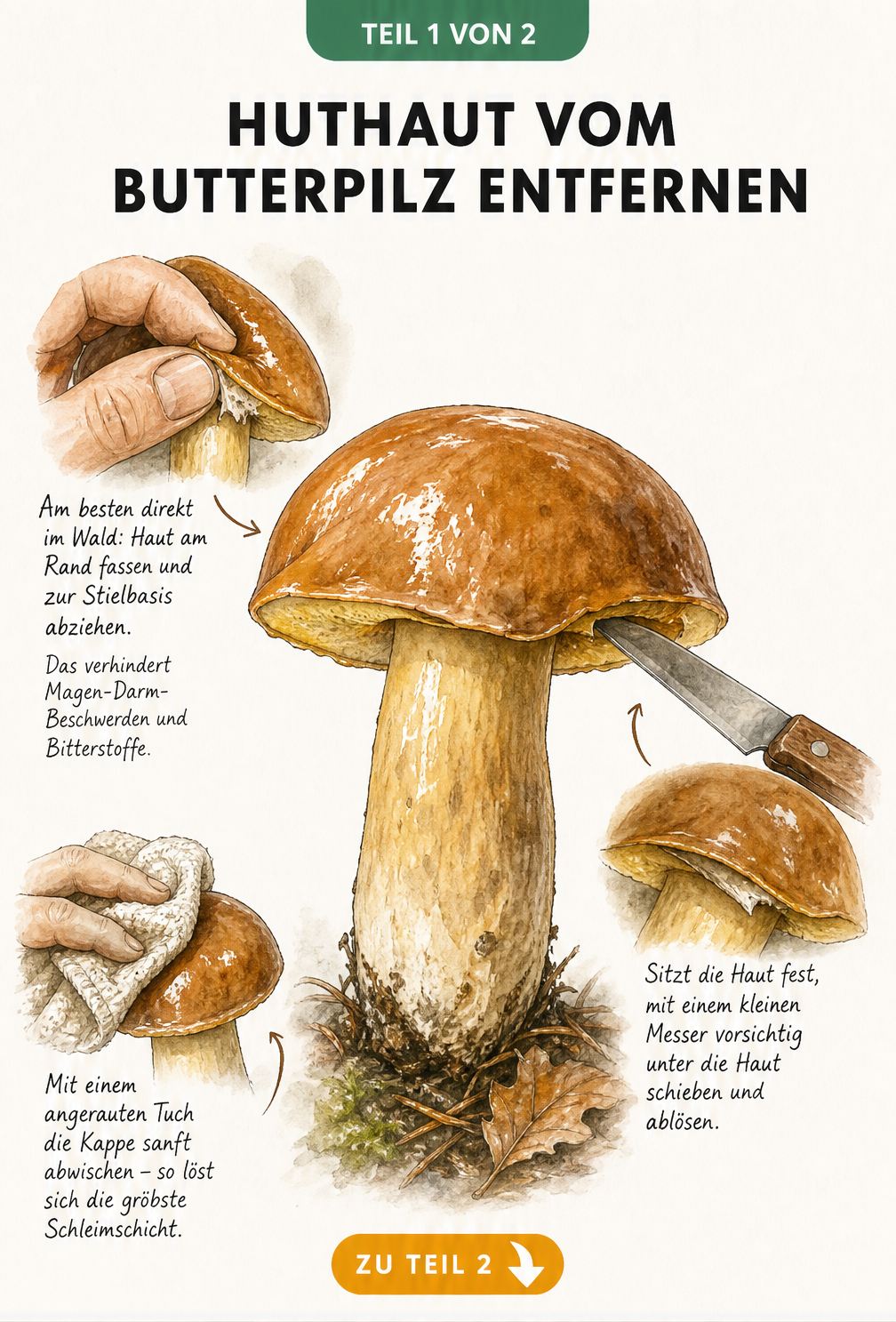 Illustration eines Butterpilzes, bei dem die Huthaut mit den Fingern und einem Messer abgezogen wird, um Bitterstoffe zu entfernen.