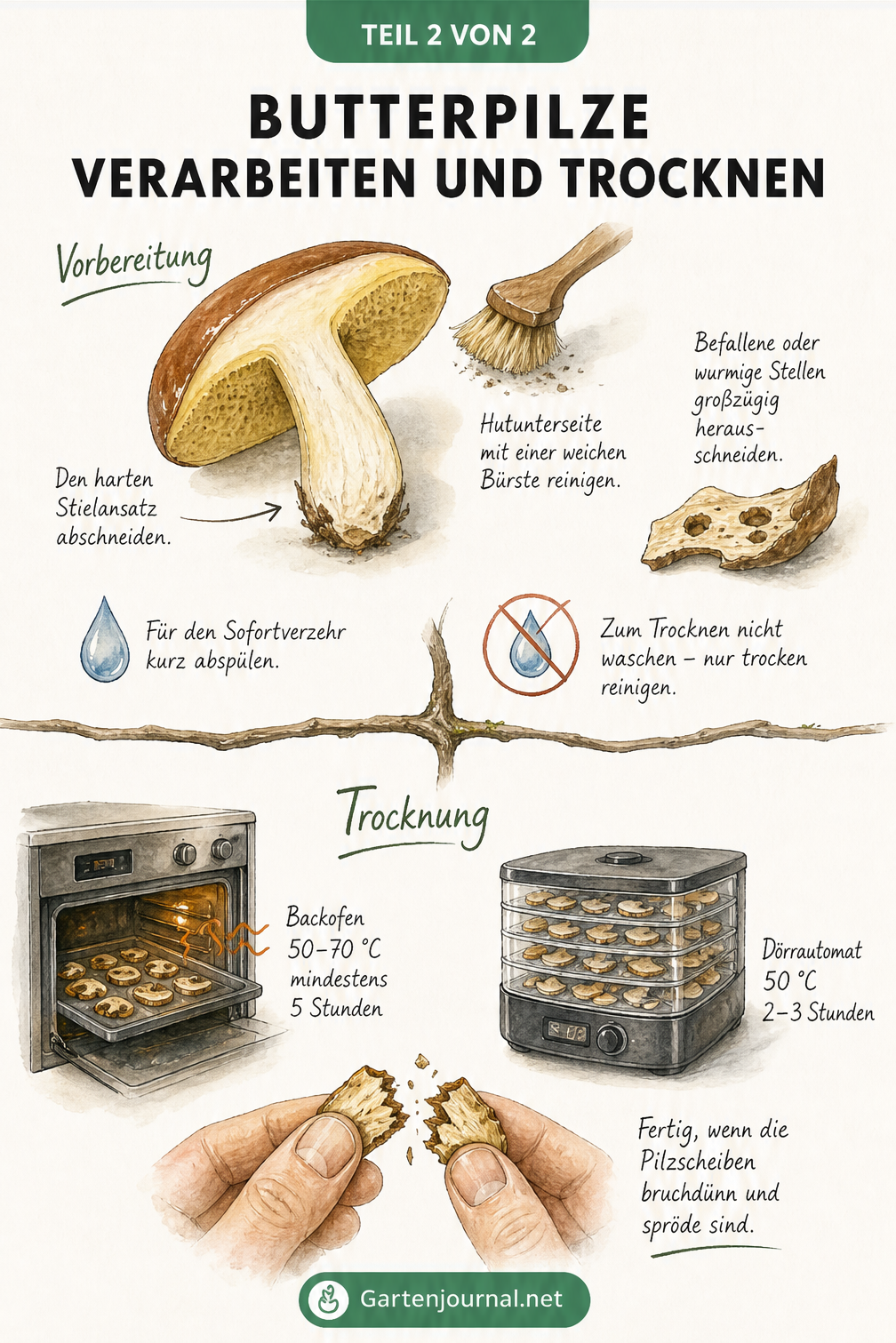 Illustration eines aufgeschnittenen Butterpilzes mit Hinweisen zum Entfernen von Fraßstellen sowie Skizzen von Backofen und Dörrautomat zum Trocknen.