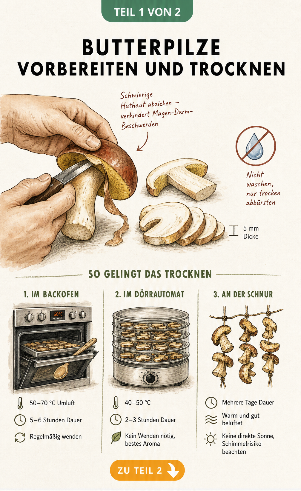 Illustration zur Vorbereitung von Butterpilzen: Huthaut abziehen, in 5 mm dicke Scheiben schneiden und Trocknungsmethoden im Vergleich