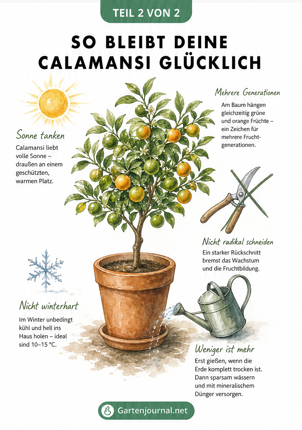 Illustration eines Calamansi-Baums im Terrakotta-Topf mit Pflegehinweisen zu Standort, Gießen und Überwinterung