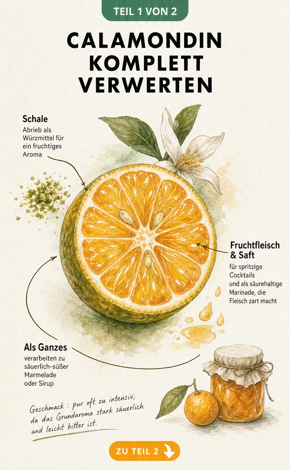Botanische Illustration einer aufgeschnittenen Calamondin-Frucht mit Hinweisen zur Verwendung von Schale, Fruchtfleisch und Saft
