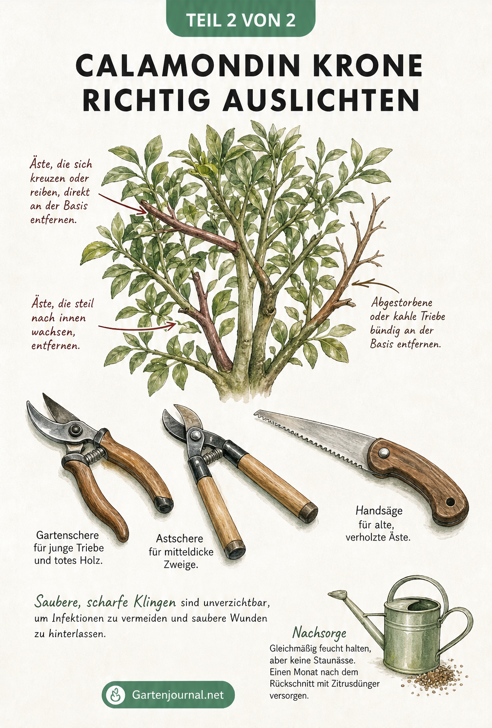 Illustration einer Calamondin-Krone mit markierten Problem-Ästen und Gartenwerkzeugen