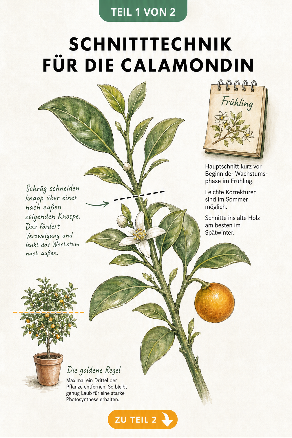 Botanische Illustration eines Calamondin-Zweiges mit Schnittmarkierung über einer nach außen zeigenden Knospe