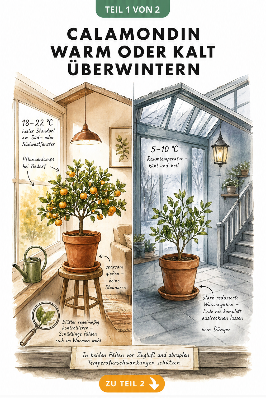 Illustration eines Hauses im Querschnitt, die eine Calamondin bei warmer Überwinterung im Wohnraum und bei kühler Überwinterung im Wintergarten zeigt.