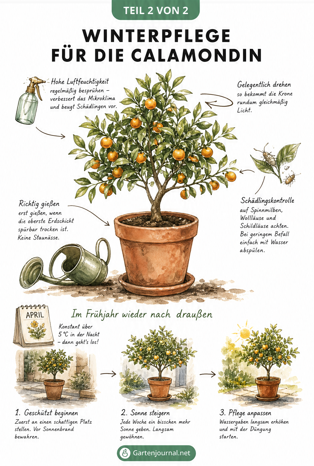 Botanische Illustration eines Calamondin-Bäumchens mit Hinweisen zur Winterpflege wie Luftfeuchtigkeit, Schädlingskontrolle und Gießverhalten.