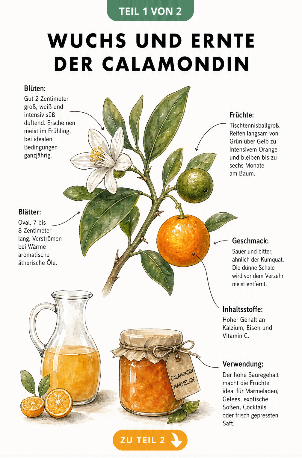 Botanische Illustration eines Calamondin-Zweigs mit weißen Blüten, grünen und orangen Früchten sowie Karaffe und Marmeladenglas