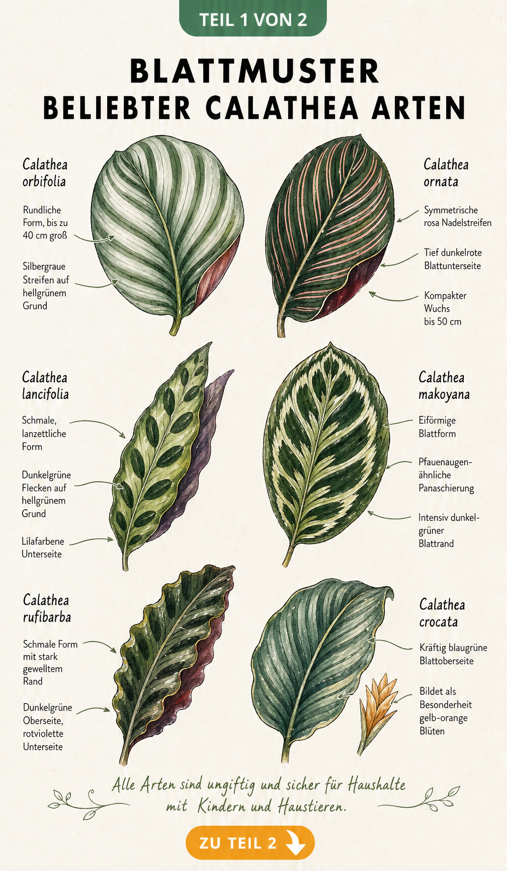 Illustration von sechs beliebten Calathea-Arten mit ihren spezifischen Blattmustern und botanischen Namen