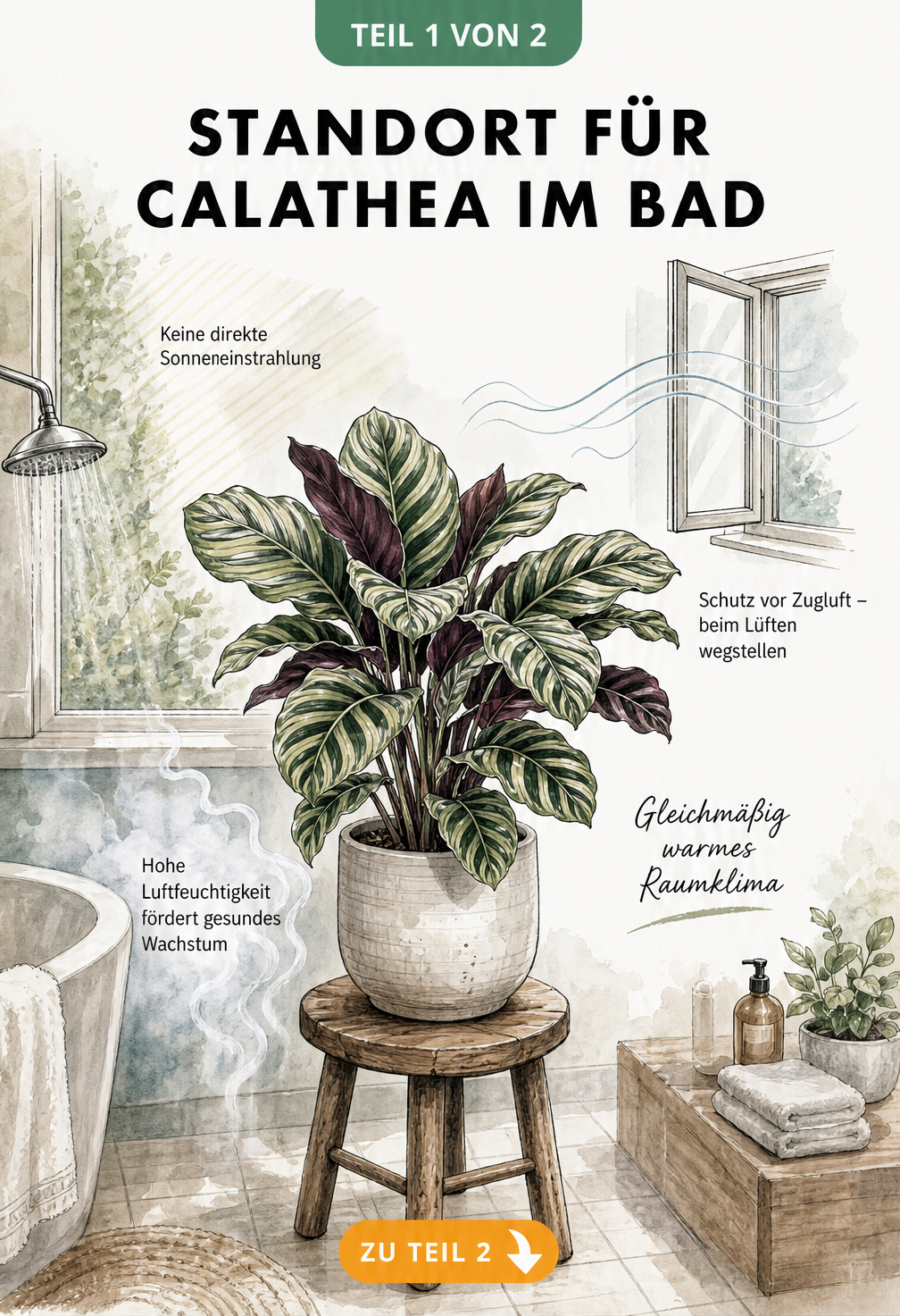 Illustration einer Calathea im Badezimmer mit Hinweisen zu Standort, Licht und Luftfeuchtigkeit