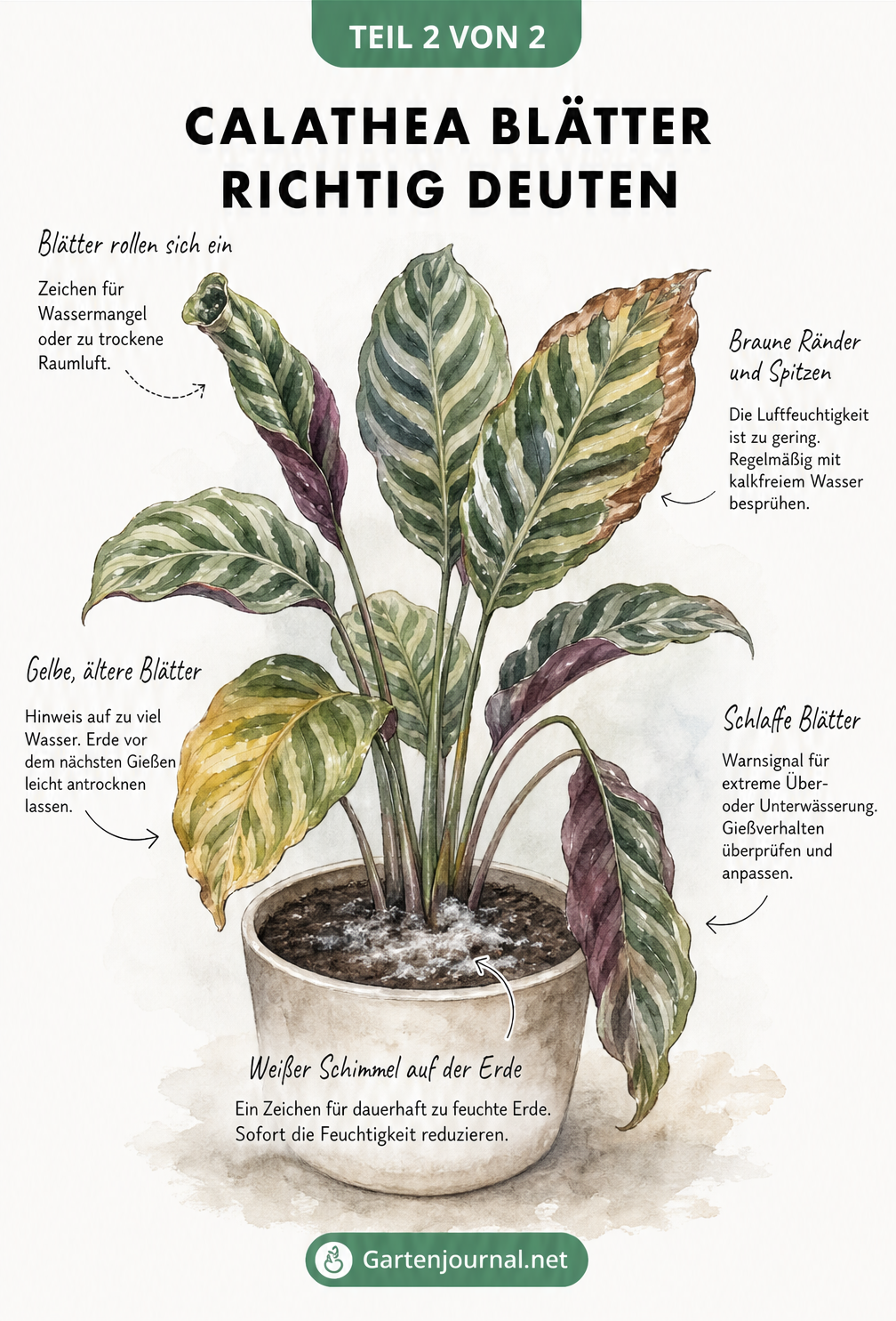 Illustration einer Calathea mit verschiedenen Blattveränderungen wie eingerollten, braunen, gelben und schlaffen Blättern sowie Schimmel auf der Erde.