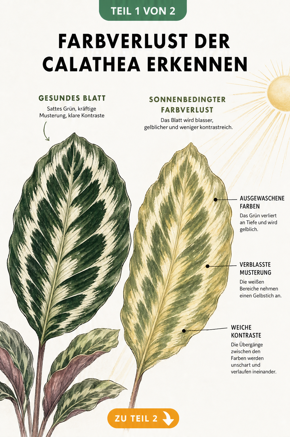 Vergleich eines gesunden Calathea-Blattes mit einem sonnengeschädigten, blassen Blatt