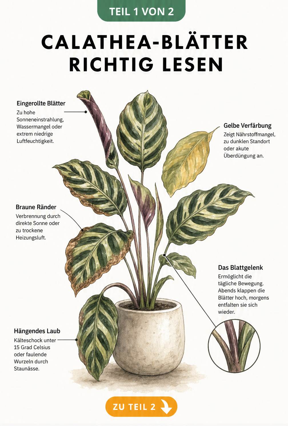 Botanische Illustration einer Calathea mit Erklärungen zu eingerollten, braunen, hängenden und gelben Blättern sowie dem Blattgelenk.