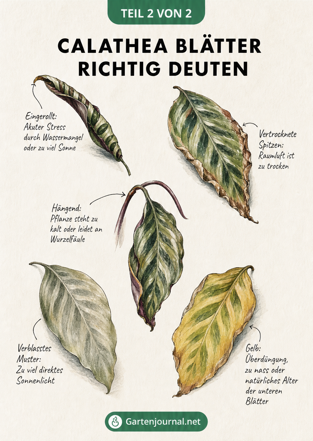 Botanisches Studienblatt mit fünf verschiedenen Calathea-Blättern, die Symptome wie eingerollte, vertrocknete, hängende, verblasste und gelbe Blätter zeigen