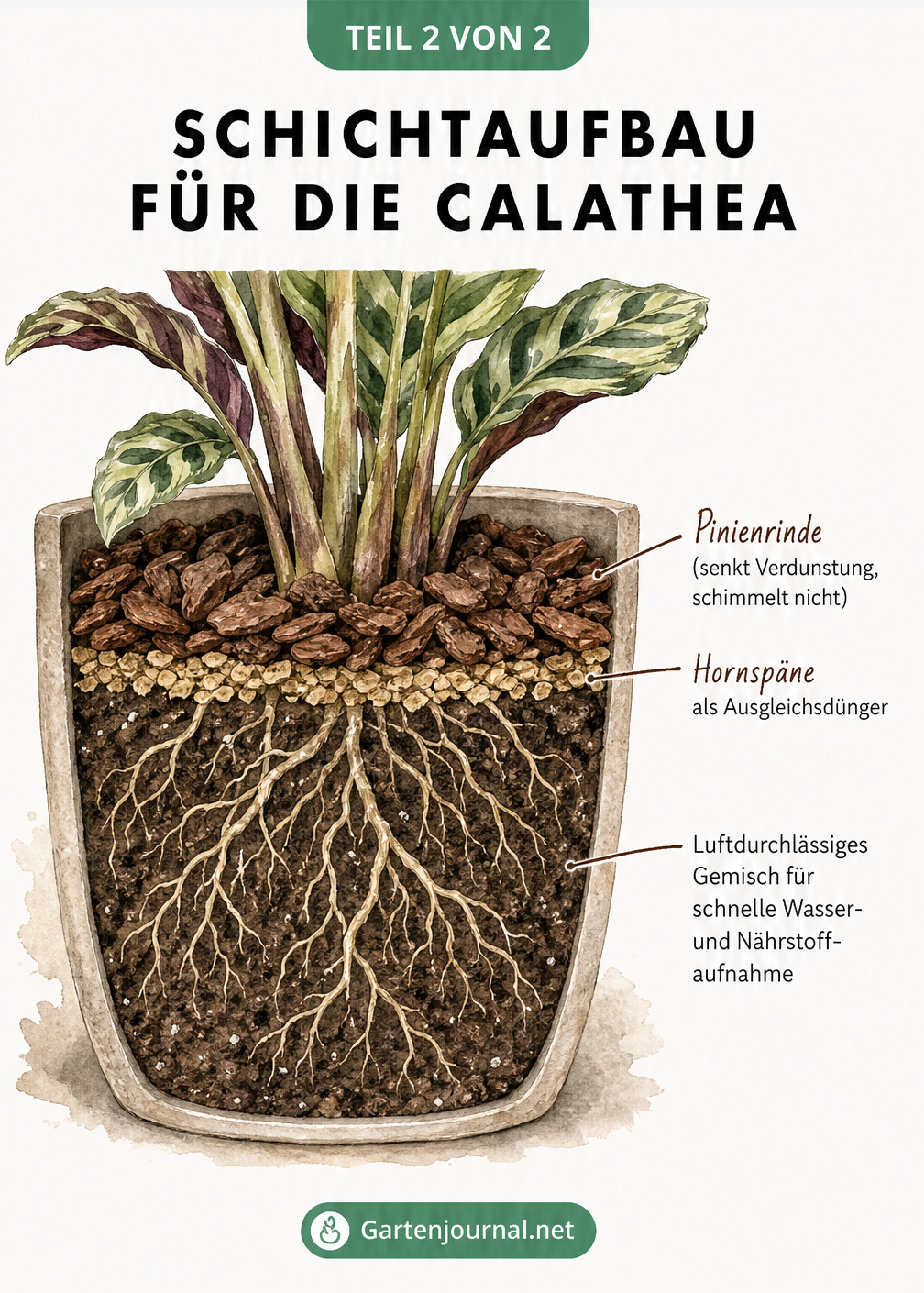 Querschnitt eines Blumentopfs mit Calathea: lockeres Substratgemisch unten und eine Deckschicht aus Pinienrinde und Hornspänen oben