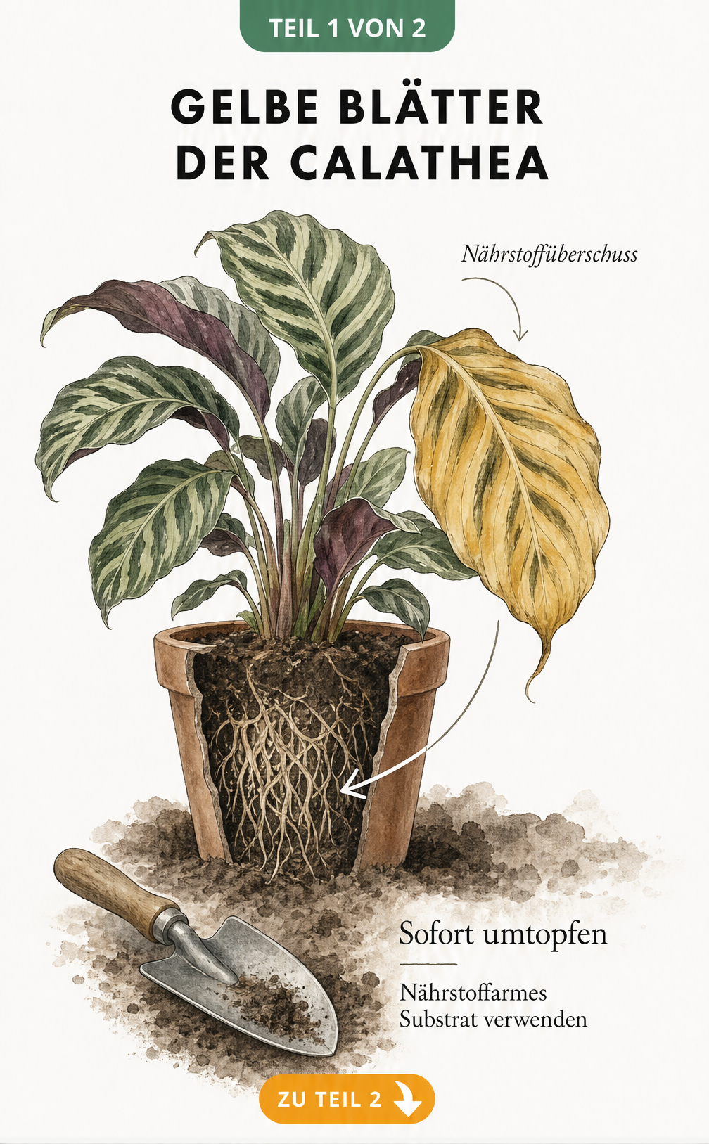 Illustration einer Calathea mit einem gelben Blatt und einem Pfeil, der auf den Wurzelballen zeigt, um Nährstoffüberschuss zu verdeutlichen.