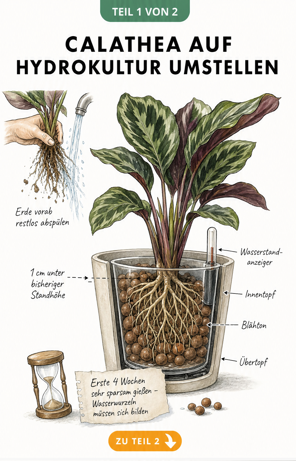 Querschnitt einer Calathea im Pflanzgefäß mit Blähton, Wasserstandsanzeiger und Wurzelwerk