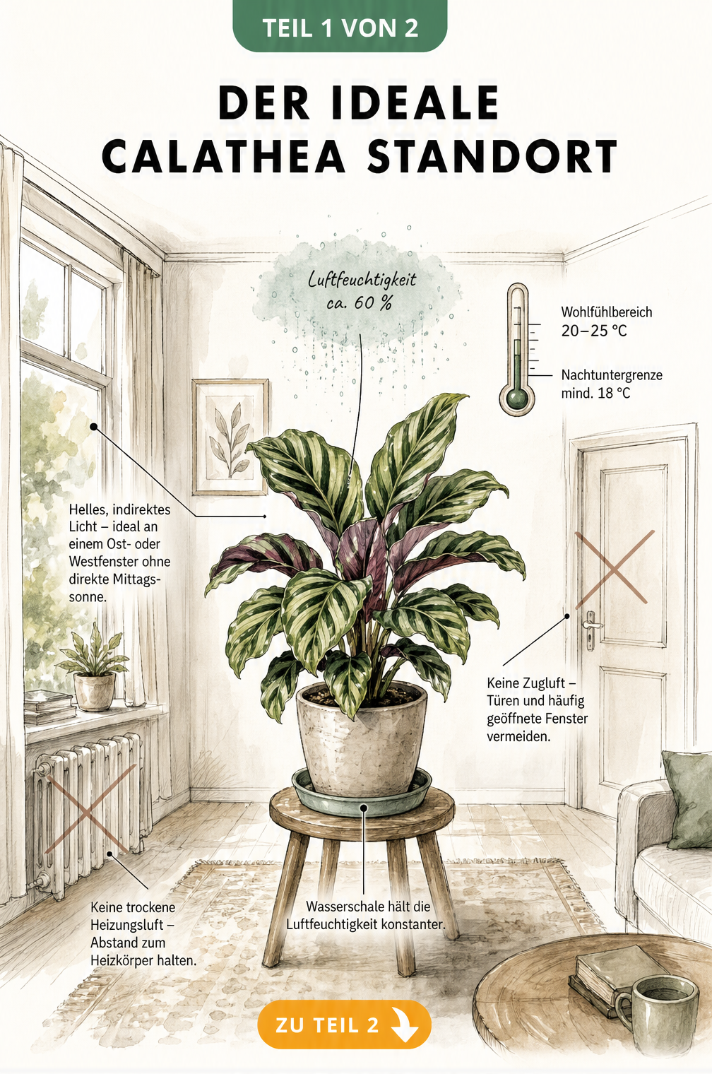 Schnittansicht eines Wohnzimmers mit einer Calathea auf einem Hocker, die ideale Standortbedingungen wie indirektes Licht, 60 Prozent Luftfeuchtigkeit und 20...