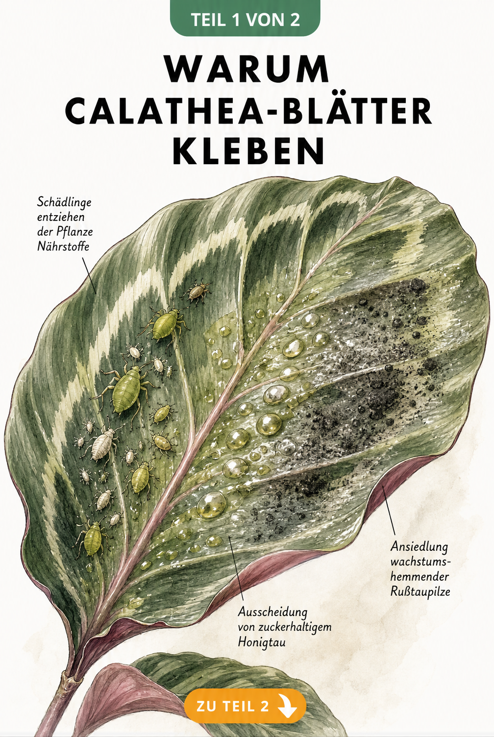 Botanische Illustration eines Calathea-Blattes mit Schildläusen, Honigtau und Rußtaupilzen