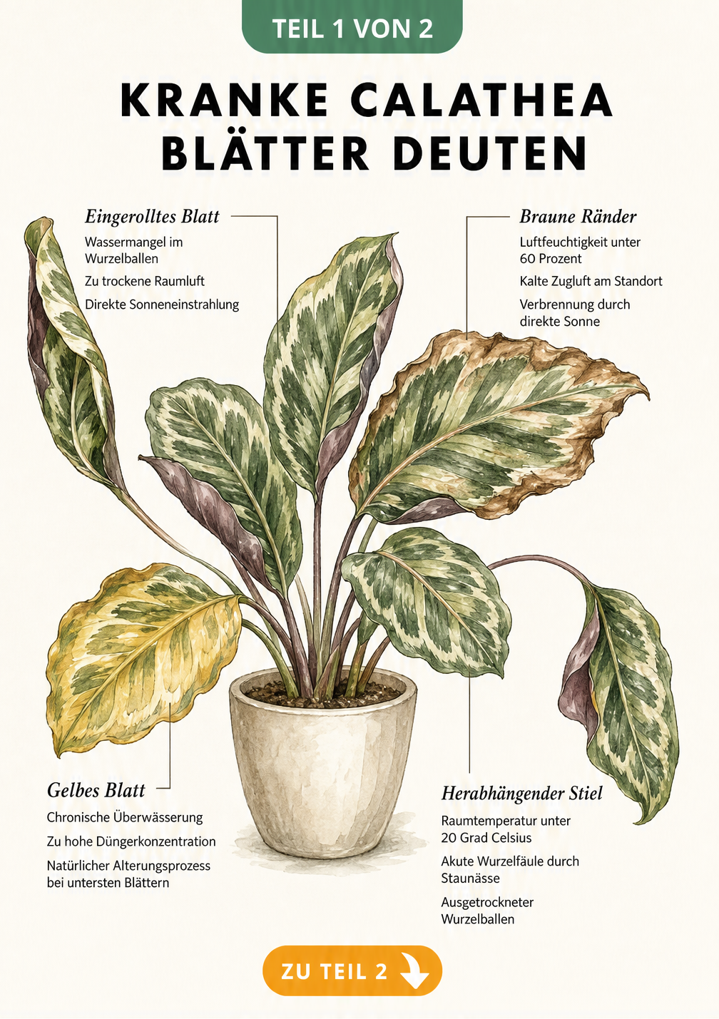 Illustration einer Calathea mit vier verschiedenen Schadbildern an den Blättern: eingerollt, braune Ränder, gelb verfärbt und herabhängender Stiel.
