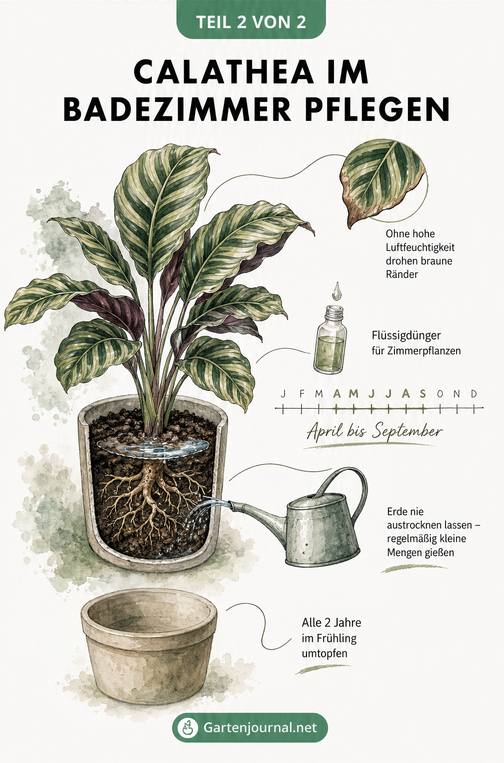 Botanische Zeichnung zur Pflege der Calathea mit Tipps zu Gießen, Düngen und Umtopfen