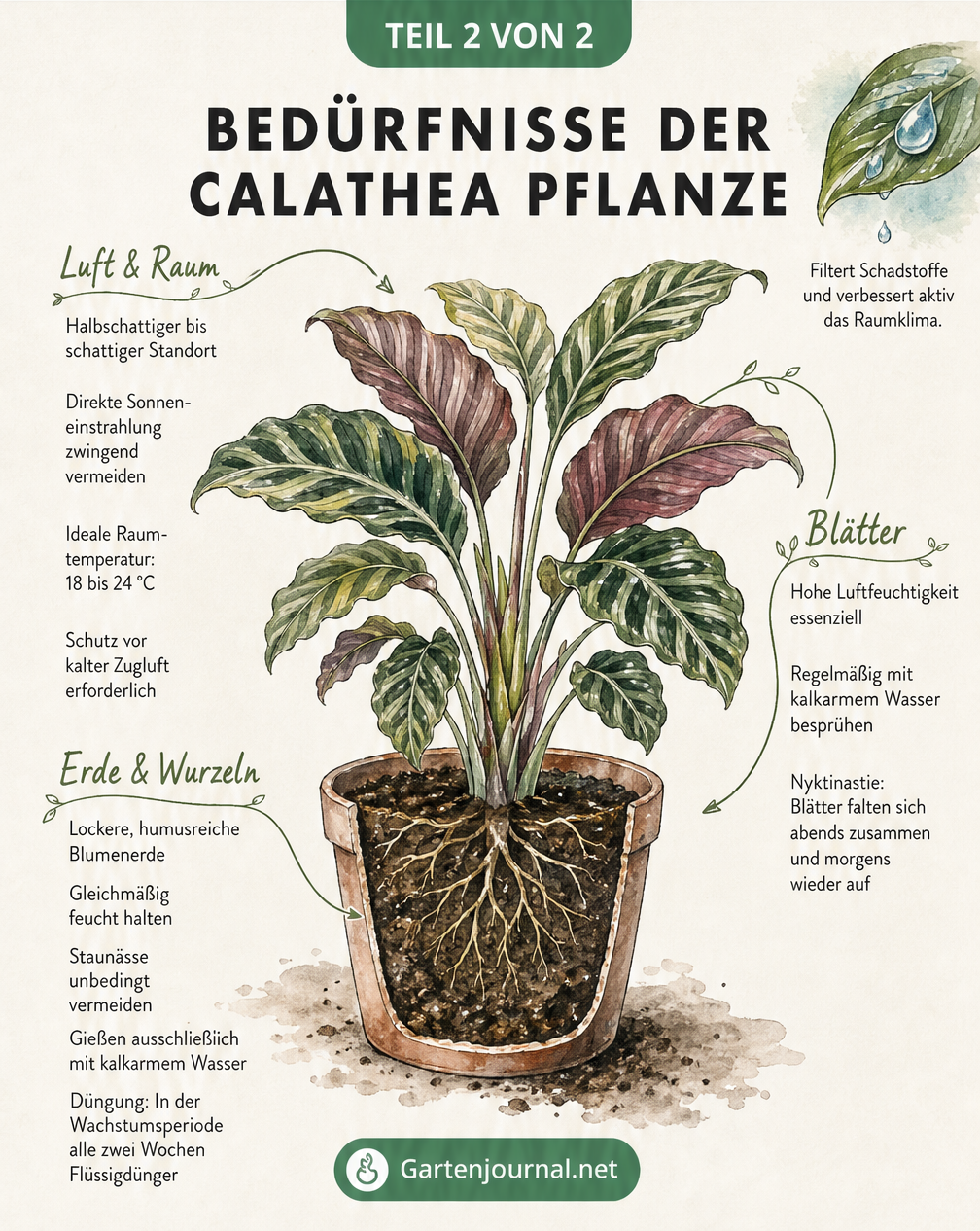 Querschnitt einer Calathea-Pflanze mit Pflegehinweisen zu Standort, Luftfeuchtigkeit und Gießen