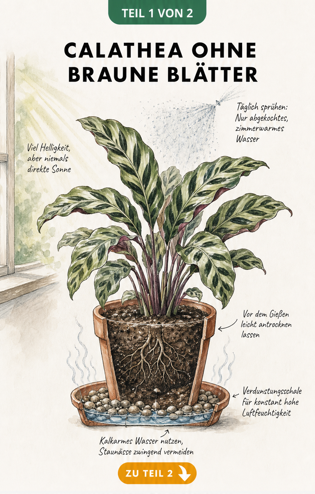 Botanische Illustration einer gesunden Calathea im Querschnitt mit Verdunstungsschale, Sprühnebel und Hinweisen zur idealen Pflege