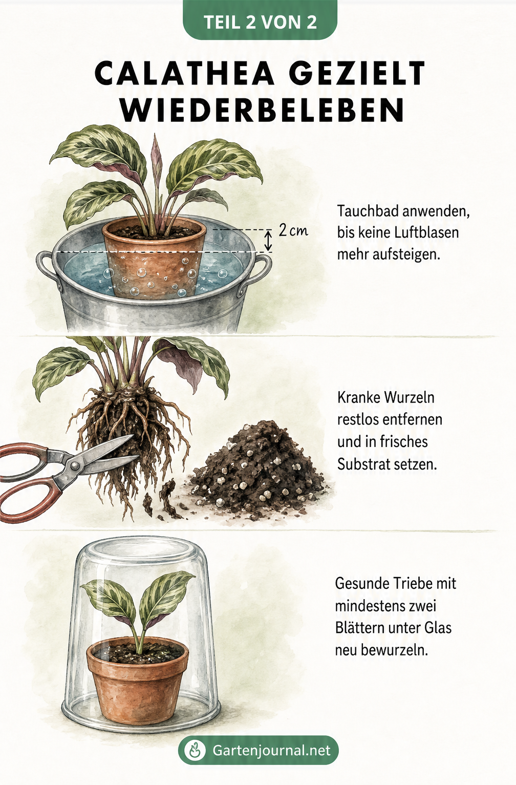 Drei Skizzen zur Rettung einer Calathea: Tauchbad im Wassereimer, Umtopfen mit Entfernung kranker Wurzeln und Vermehrung durch Stecklinge unter einem Glas