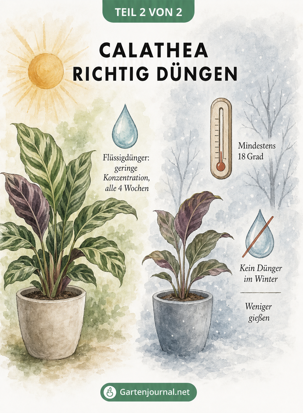 Zweigeteilte Grafik zur Düngung der Calathea: Sommer mit Flüssigdünger alle 4 Wochen und Winter ohne Dünger bei mindestens 18 Grad.