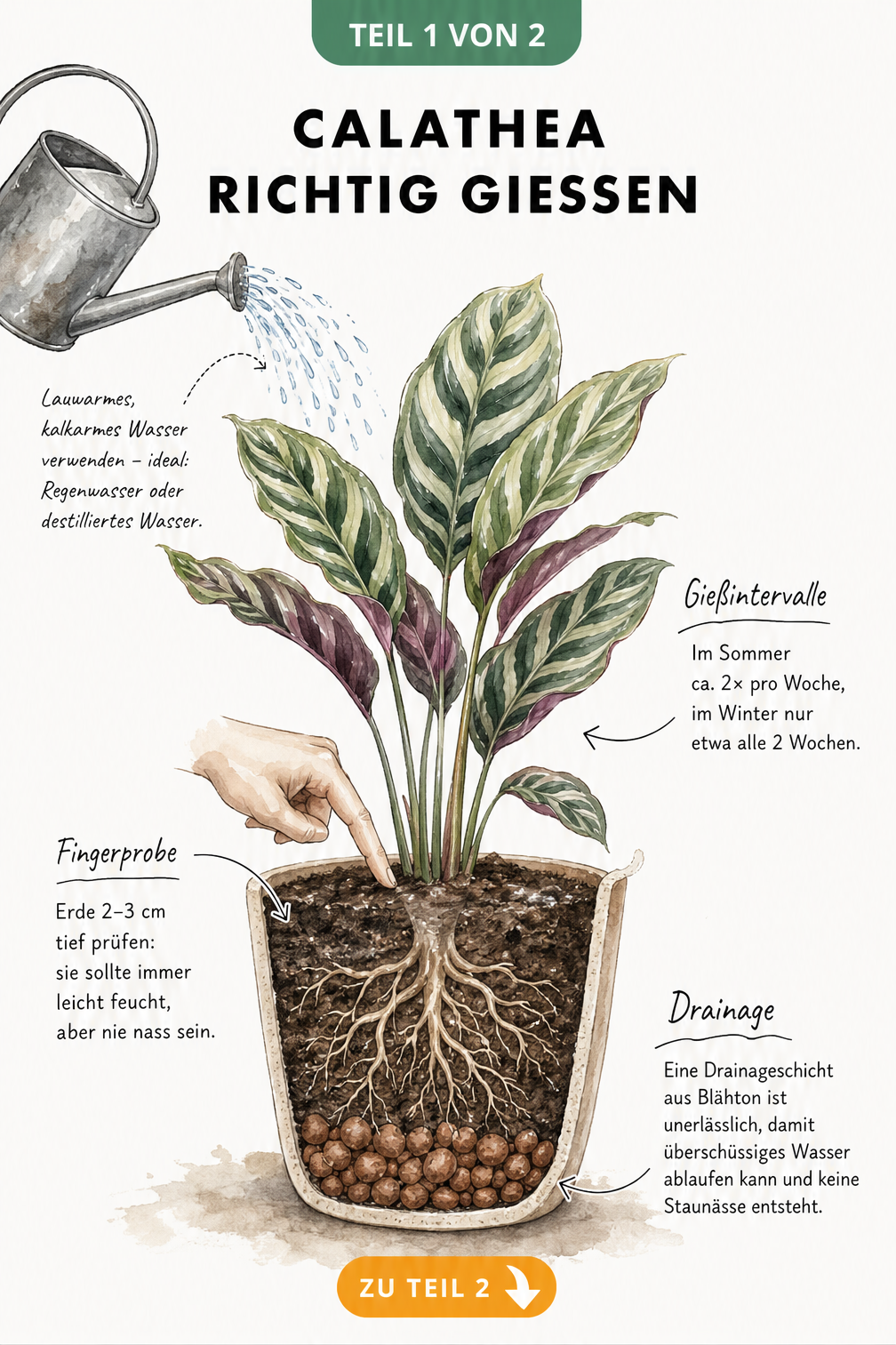 Botanische Illustration einer Calathea im Querschnitt mit Gießkanne, die Gießintervalle und die Fingerprobe zur Feuchtigkeitskontrolle zeigt.