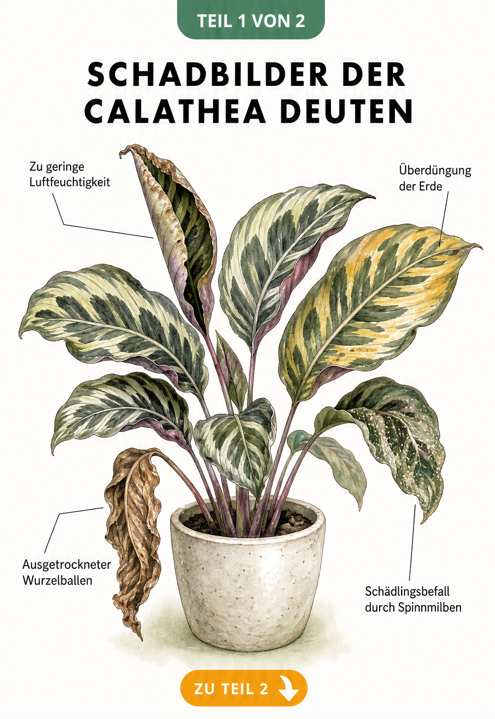 Aquarell-Illustration einer Calathea mit verschiedenen Schadbildern an den Blättern wie braunen Spitzen, gelben Verfärbungen und vertrockneten Stellen