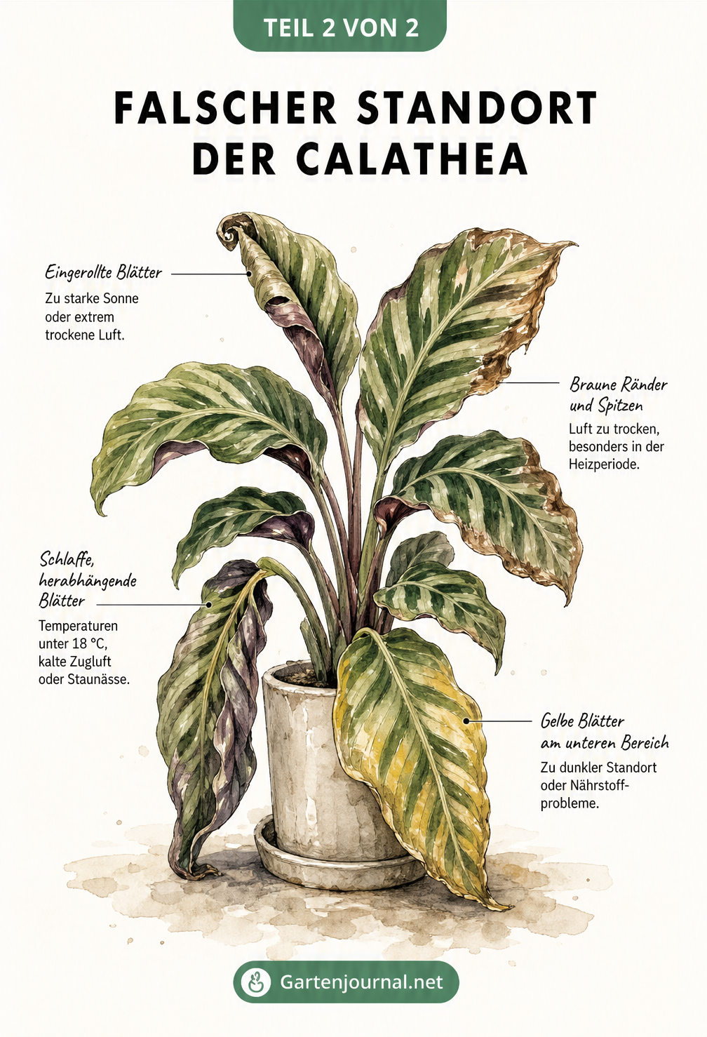 Botanische Illustration einer Calathea mit Schadbildern an den Blättern, die auf falsche Standortbedingungen wie zu viel Sonne, trockene Luft oder Kälte...