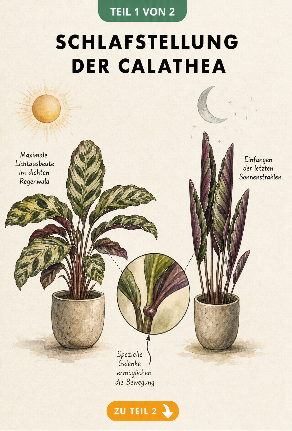 Illustration einer Calathea bei Tag mit waagerechten Blättern und bei Nacht mit hochgeklappten Blättern