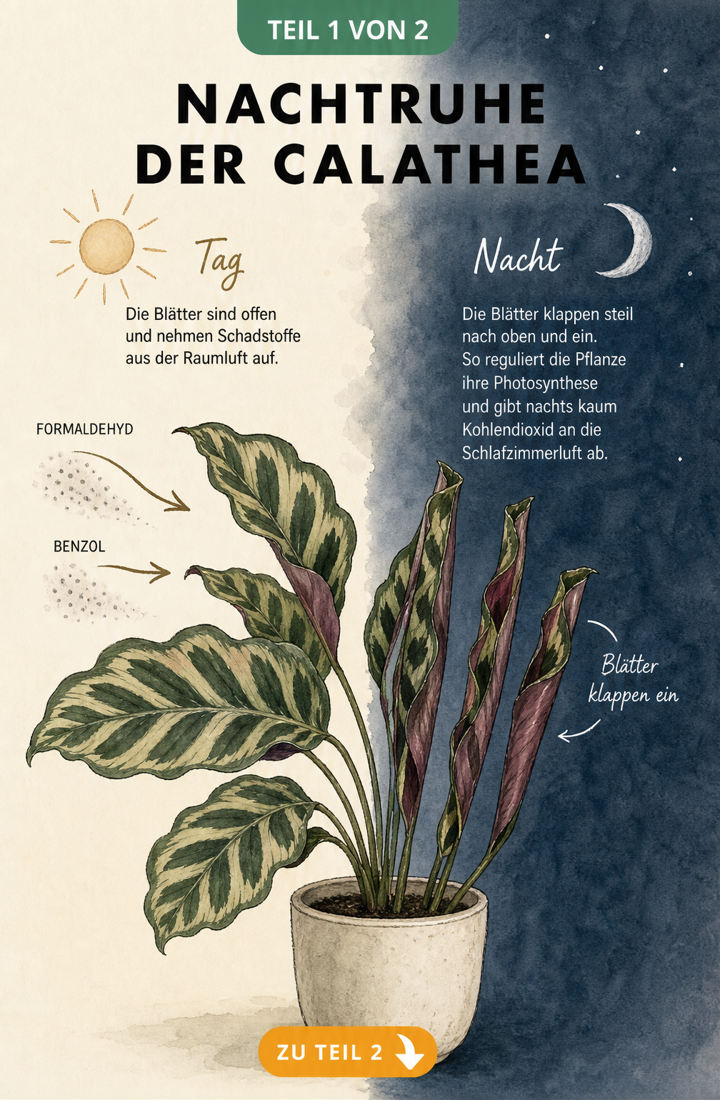 Illustration einer Calathea bei Tag und Nacht, die zeigt, wie die Blätter tagsüber Schadstoffe filtern und sich nachts einrollen