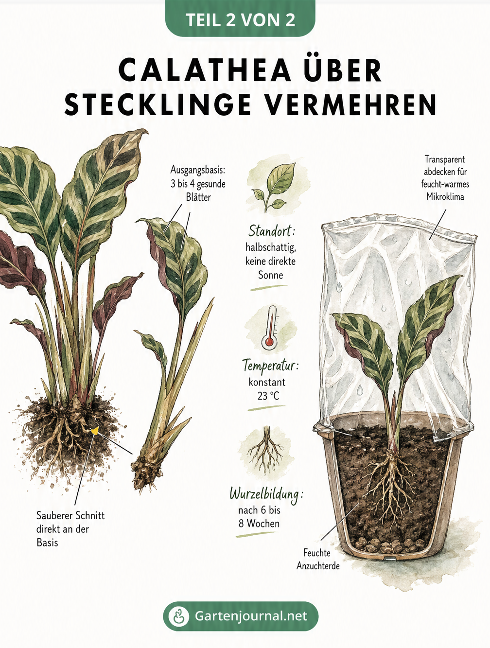 Illustration einer Calathea-Mutterpflanze und eines abgetrennten Stecklings im Topf mit Folienabdeckung.