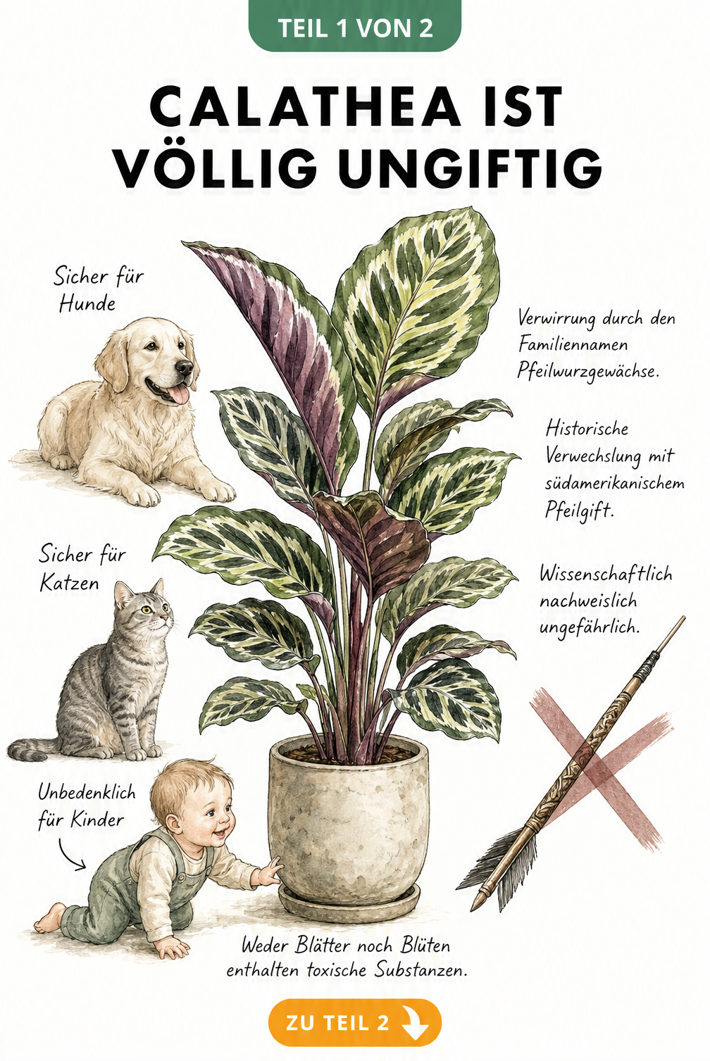 Botanische Illustration einer Calathea mit Hund, Katze und Kleinkind, die die Unbedenklichkeit der Pflanze zeigt.