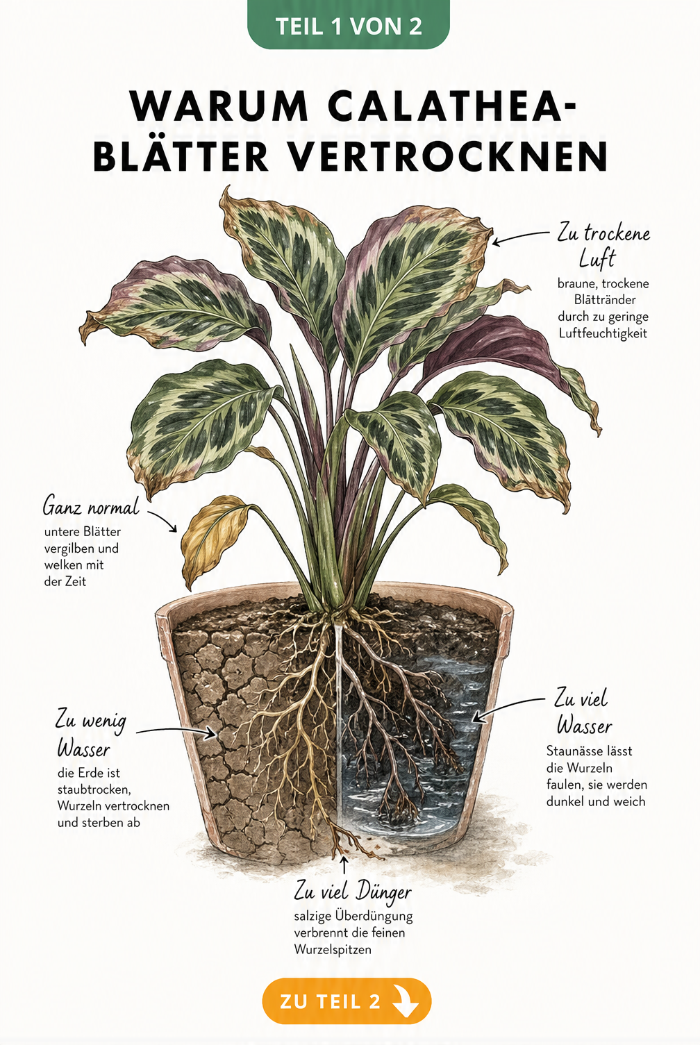 Botanische Illustration einer Calathea im Querschnitt, die Ursachen für vertrocknete Blätter wie geringe Luftfeuchtigkeit, Wassermangel, Staunässe und...