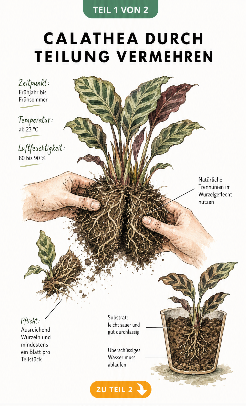 Illustration eines freigelegten Calathea-Wurzelballens, der zur Vermehrung durch Teilung auseinandergezogen wird.