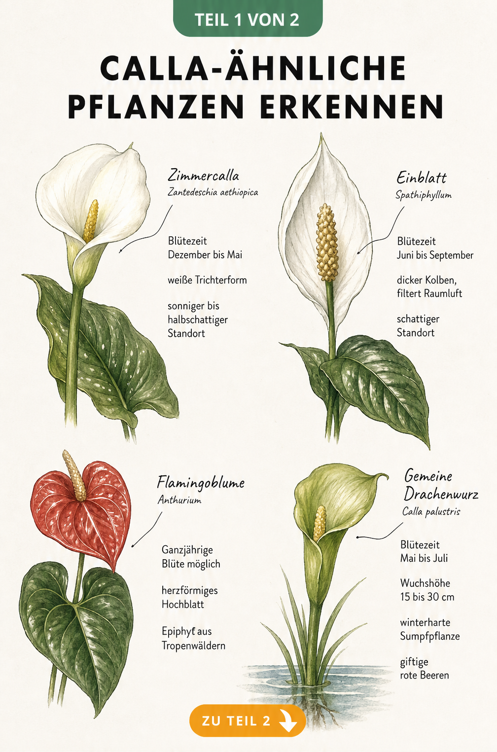 Botanische Illustration von vier Calla-ähnlichen Pflanzen: Zimmercalla, Einblatt, Flamingoblume und Gemeine Drachenwurz mit ihren Merkmalen