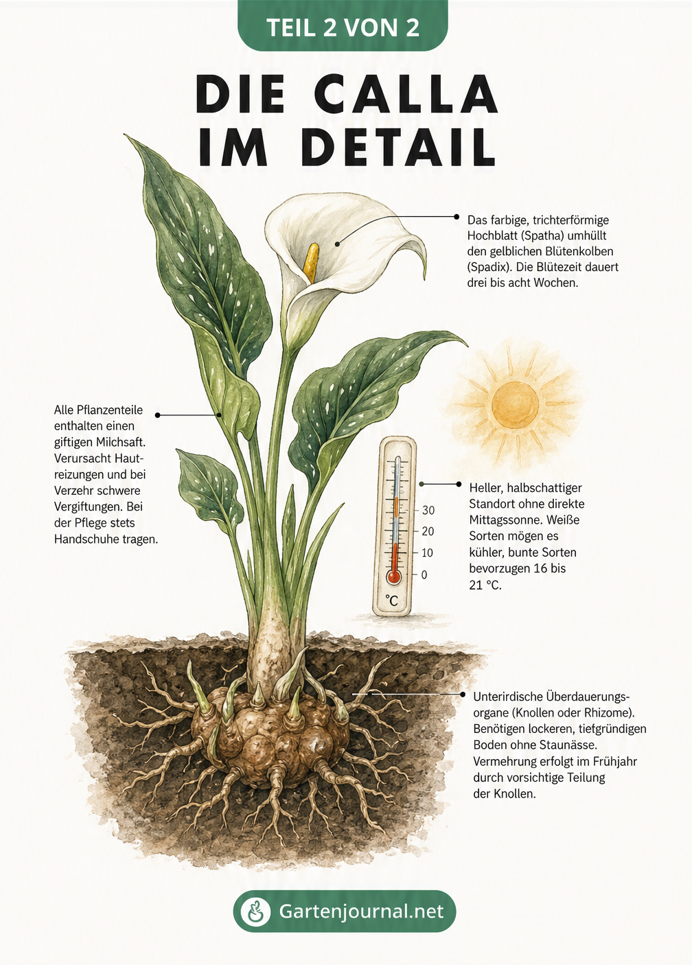Detailansicht einer Calla-Blüte im Querschnitt mit Erklärungen zu Hochblatt, Blütenkolben, giftigem Milchsaft und Wurzelwerk.